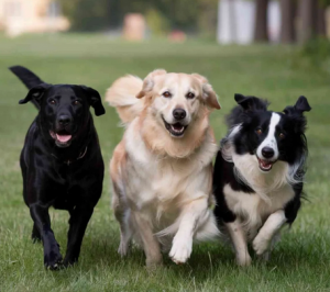 Chiens